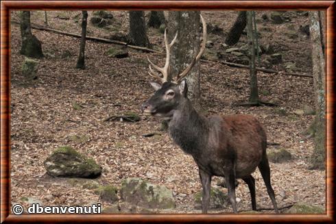 Cerf elaphe de Corse (Cervus elaphus corsicanus)