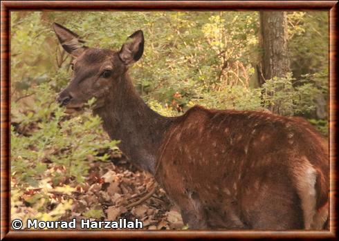 Cerf elaphe de Corse femelle