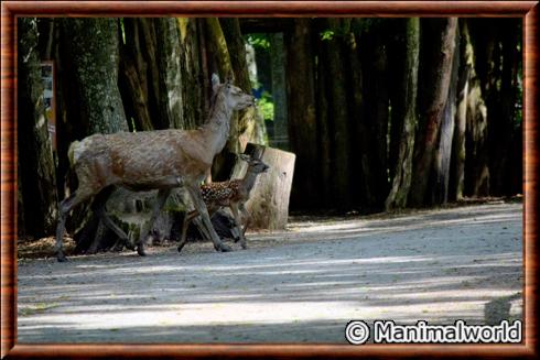 Cerf elaphe femelle au parc de Sainte-Croix