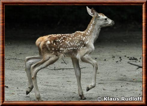 Cerf elaphe juvenile zoo de Berlin