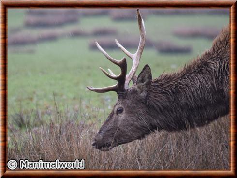 Cerf elaphe portrait