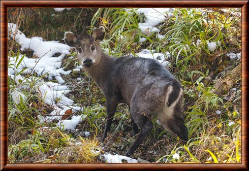 Cerf huppe (Elaphodus cephalophus)