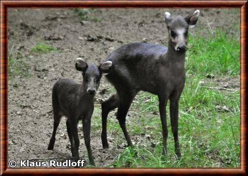 Cerf huppe femelle zoo de Berlin