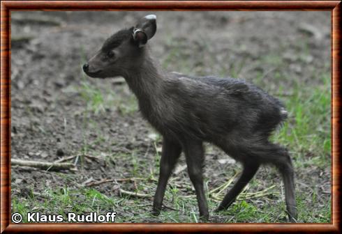 Cerf huppe juvenile zoo de Berlin