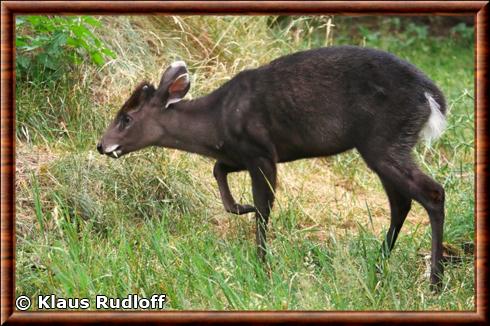 Cerf huppe male zoo de Wroclaw