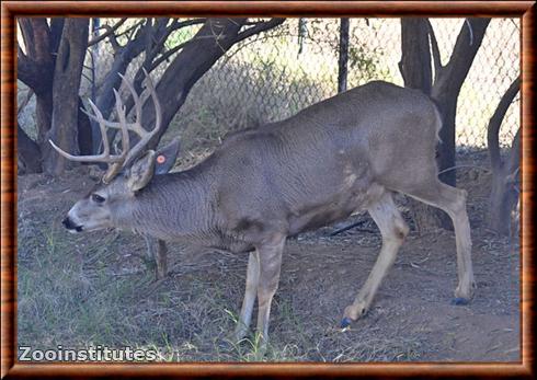 Cerf mulet (Odocoileus hemionus)