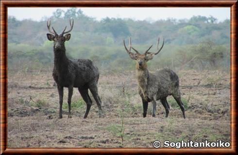 Cerf rusa (Rusa timorensis)