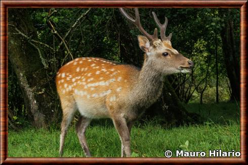 Cerf sika - Cervus nippon