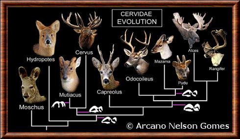 Evolution des Cervides