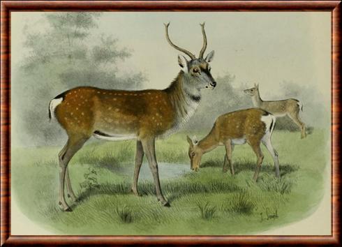 Cervidae illustration