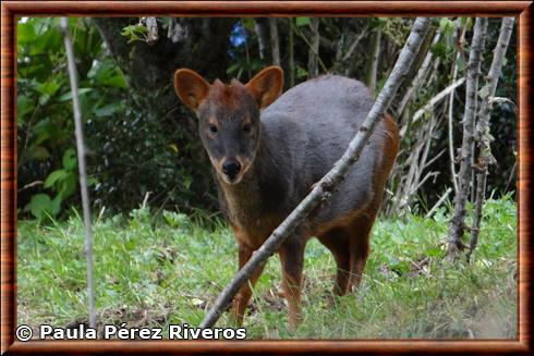 Cervidae pudu