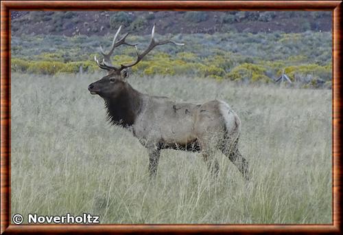 Cervus canadensis