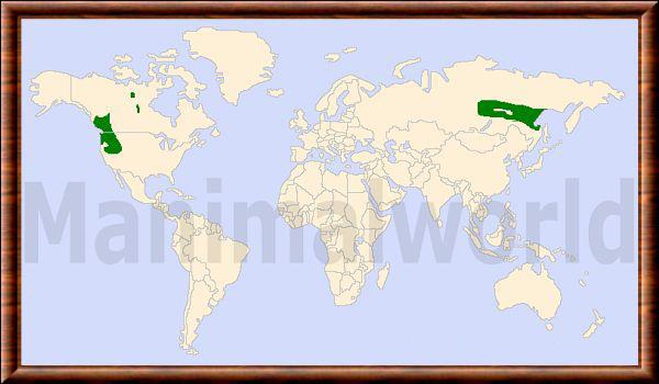 Cervus elaphus canadensis distribution