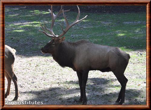 Cervus elpahus canadensis