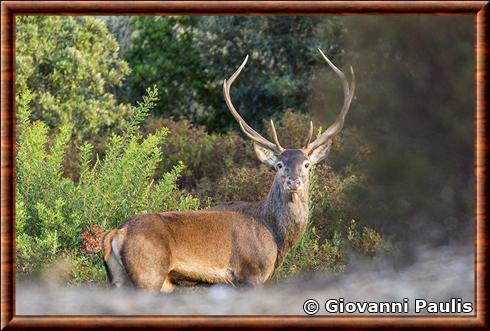 Cervus elaphus corsicanus