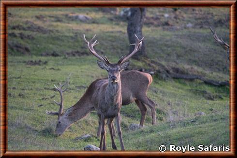 Cerf elaphe espagnol (Cervus elaphus hispanicus)