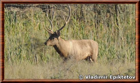 Cerf de Bactriane (Cervus elaphus yarkandensis)