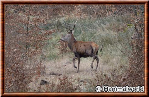 Cervus elaphus