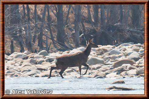 Cerf Sika de Mandchourie (Cervus nippon mantchuricus)