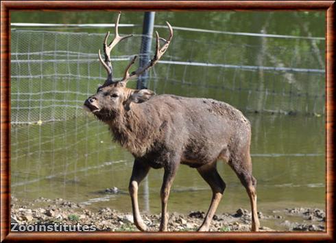 Cerf Sika du Vietnam (Cervus nippon pseudaxis)