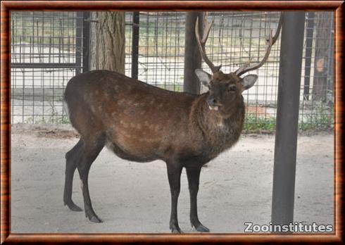 Cerf Sika de Yakushima (Cervus nippon yakushimae)