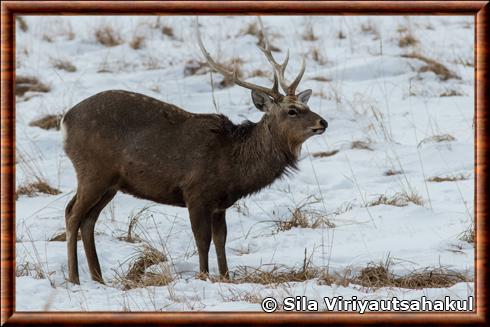 Cerf sika d'Hokkaido (Cervus nippon yesoensis)