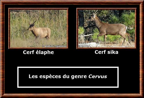 Cervus