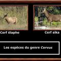 Cervus