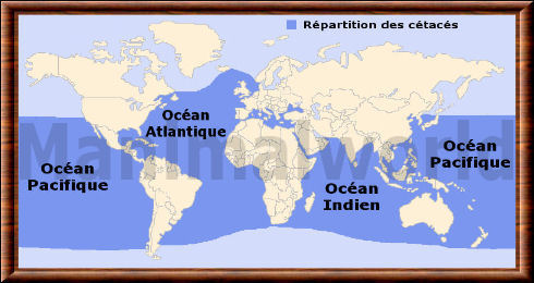 Cetacea distribution