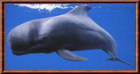 Grand cachalot (Physeter macrocephalus)