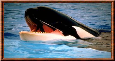 Orque (Orcinus orca)