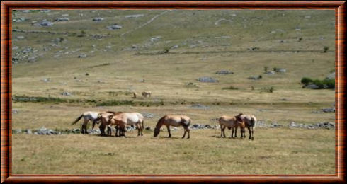 Cheval de Przewalski