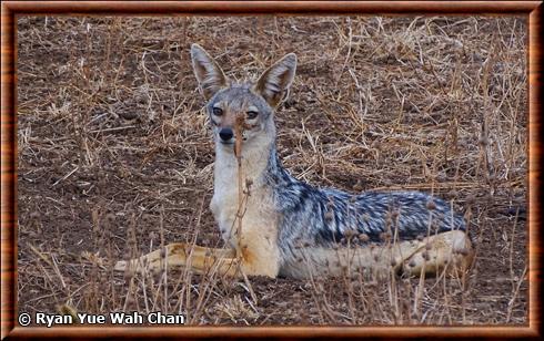 Chacal d'Afrique de l'Est (Canis mesomelas schmidti)