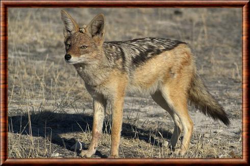 Chacal à chabraque (Canis mesomelas)