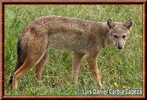 Chacal a flancs rayes au parc national de Kidepo