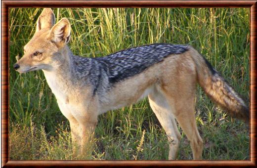 Chacal d'Afrique