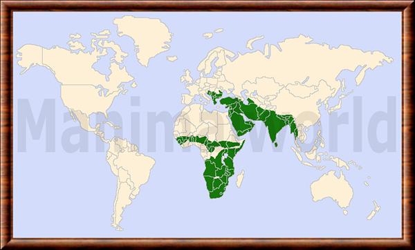 Chacal distribution