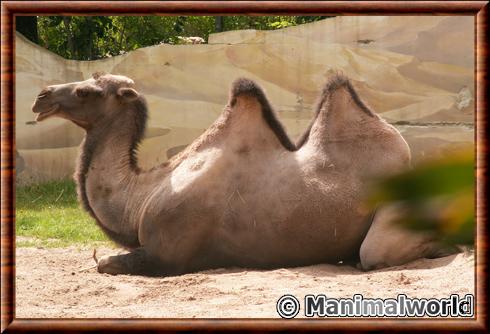 Chameau de Bactiane au zoo d'Amneville, France Chameau de Bactiane au zoo d'Amneville