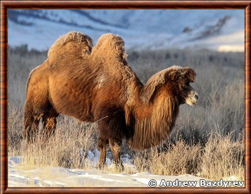 Chameau de Bactriane dans la République de l'Altaï Chameau de Bactriane republique de l'Altai