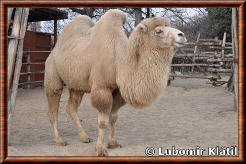 Chameau de Bactriane au zoo de Budapest