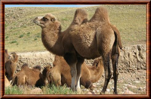 Chameau de Bactriane (Camelus bactrianus)