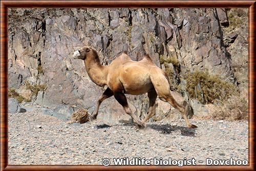 Chameau sauvage de Tartarie photographié dans le déser de Gobi Chameau sauvage de Tartarie desert de Gobi
