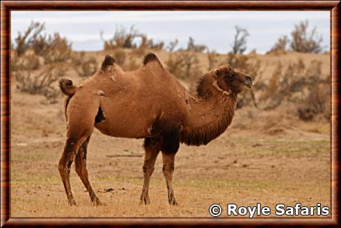 Chameau sauvage de Tartarie (Camelus ferus)
