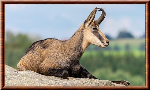 Chamois (Rupicapra rupicapra)