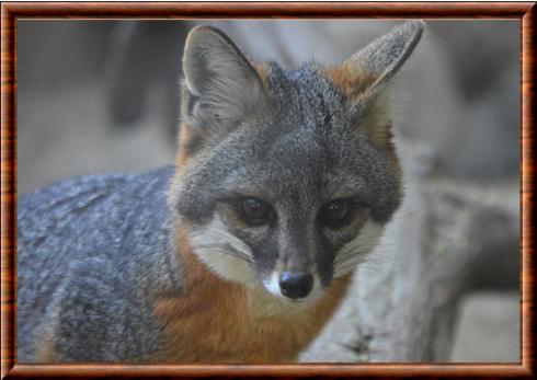 Channel Island fox