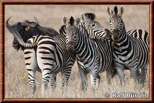 Chapmans zebra Equus quagga chapmani