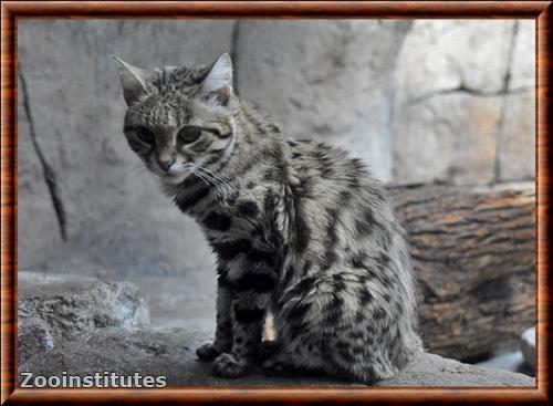 Empreinte De Pas De Chat Sauvage Marque De Pied De Prédateur Noir