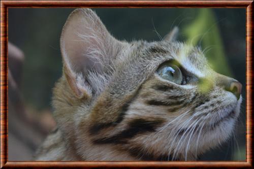 Chat a pieds noirs portrait