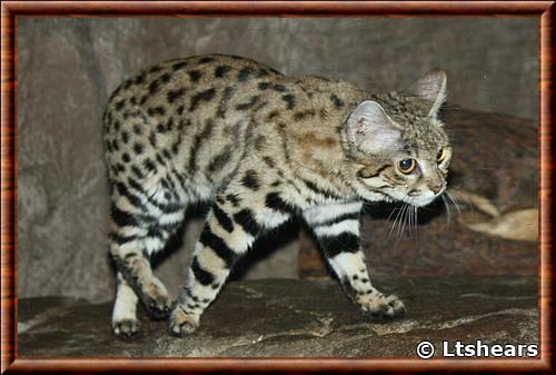 Chat a pieds noirs zoo de Cincinnati