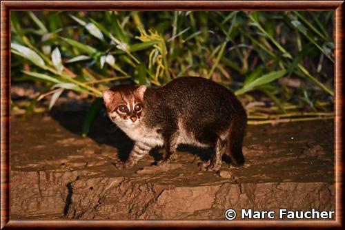 Chat a tete plate (Prionailurus planiceps)